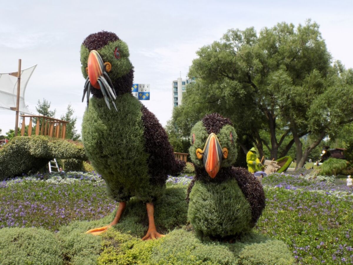 海鹦造型的植物艺术（绿雕