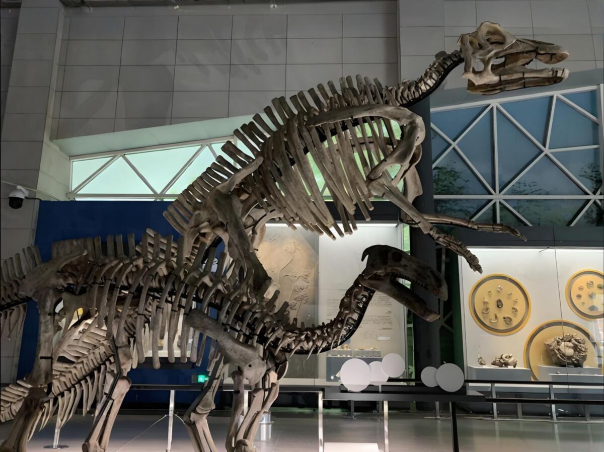 博物馆内的恐龙化石展示场景