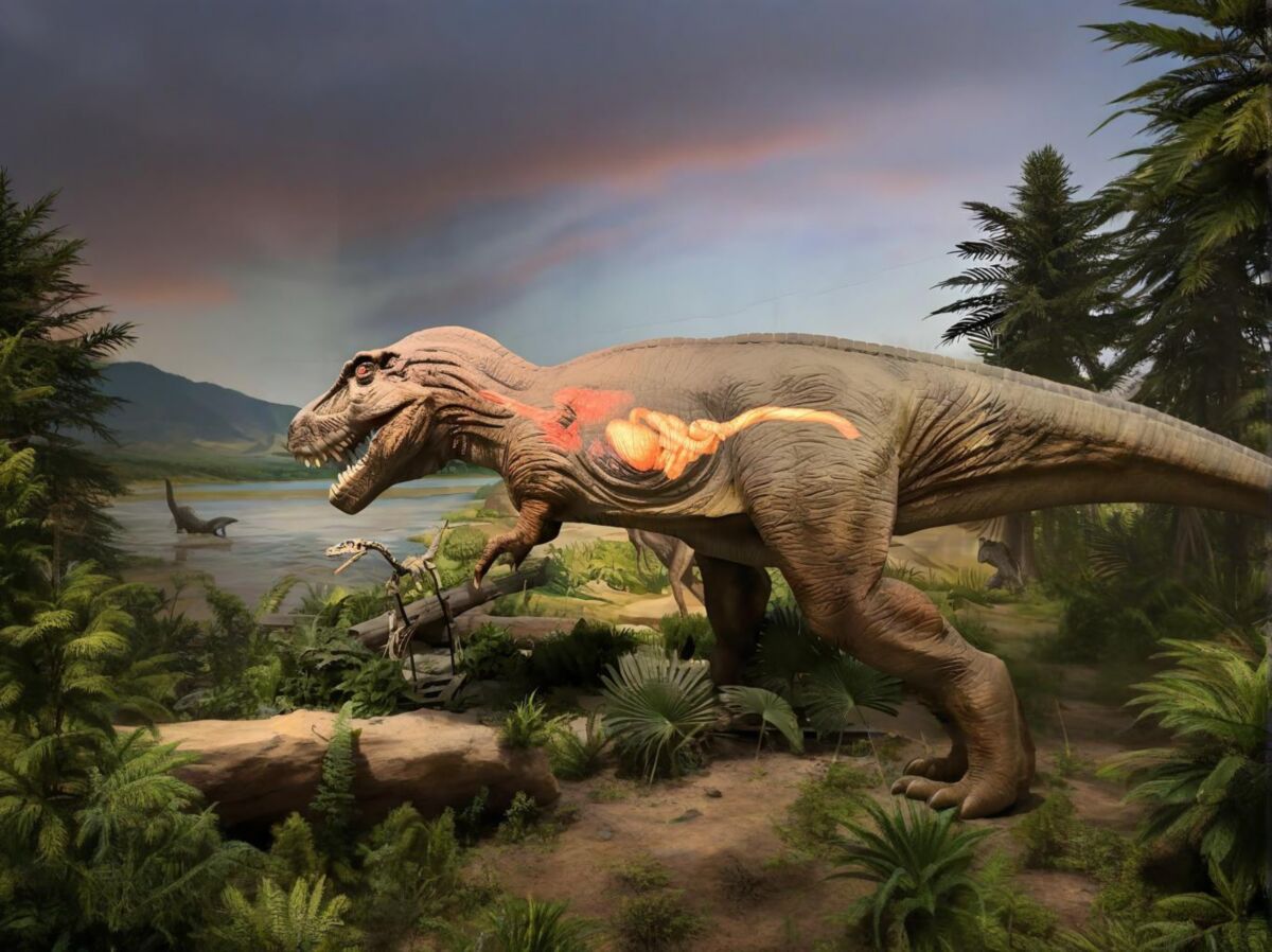 霸王龙仿真模型的科普展示